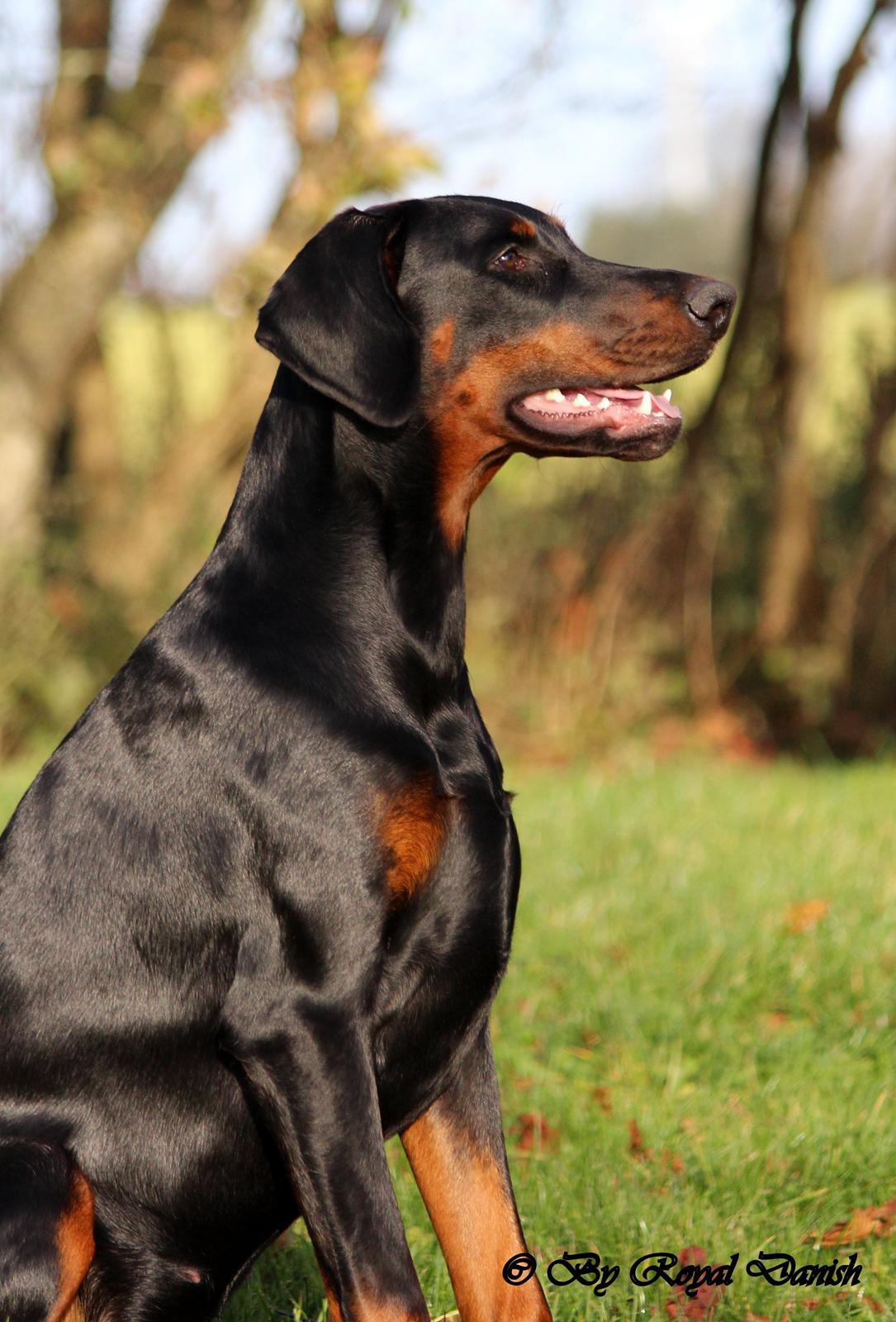 Dobermann Destiny´s Phoenix Invisible Touch aka Viper billede 28