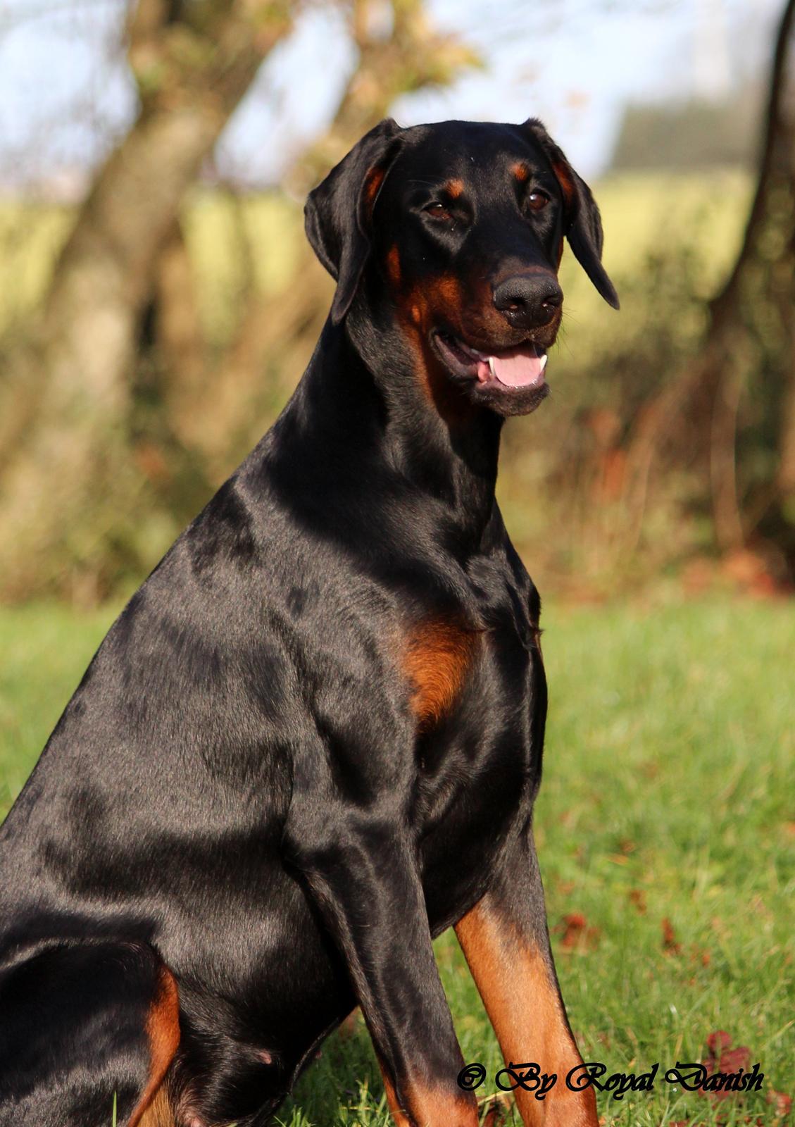 Dobermann Destiny´s Phoenix Invisible Touch aka Viper billede 29