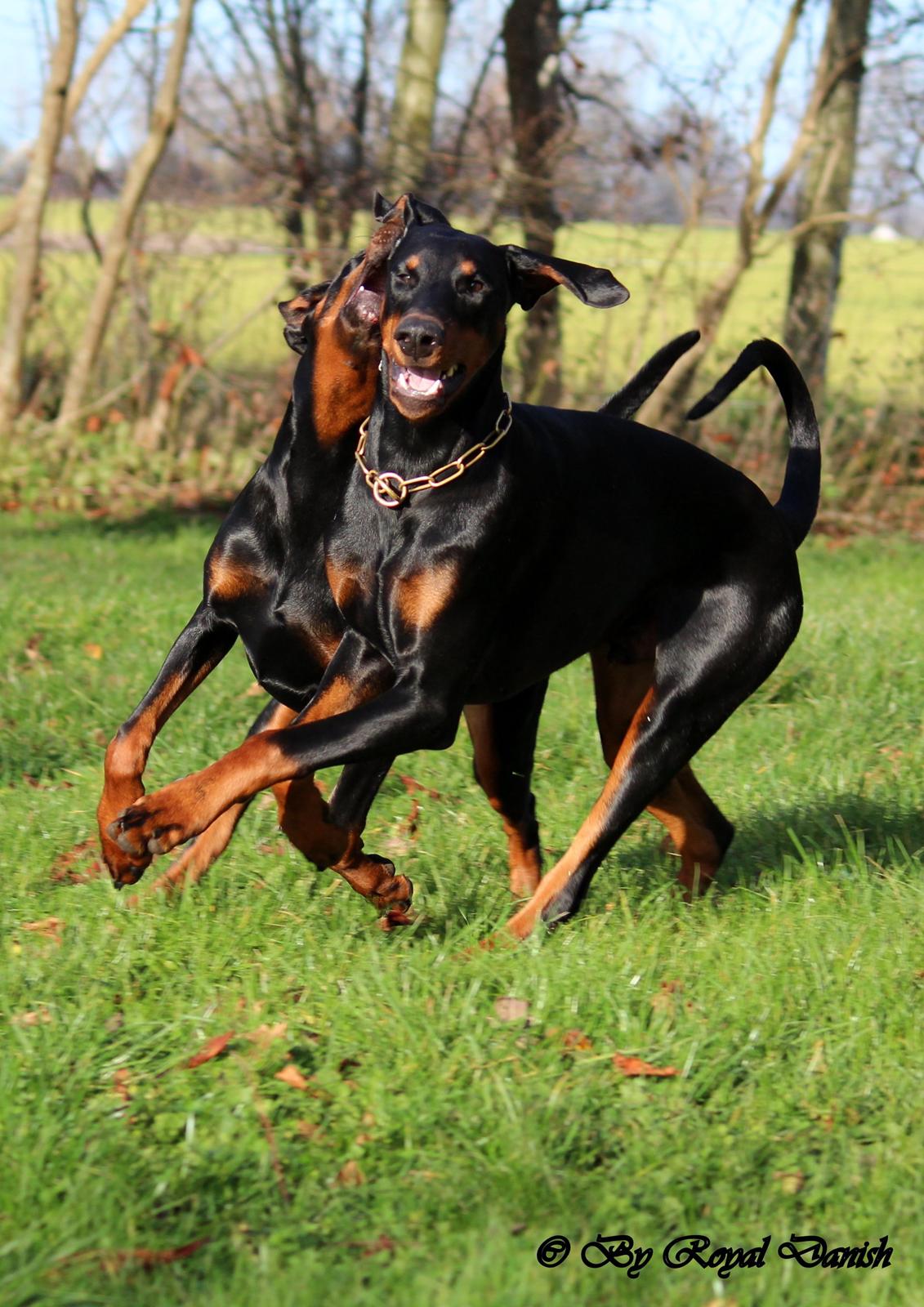 Dobermann Destiny´s Phoenix Invisible Touch aka Viper billede 30