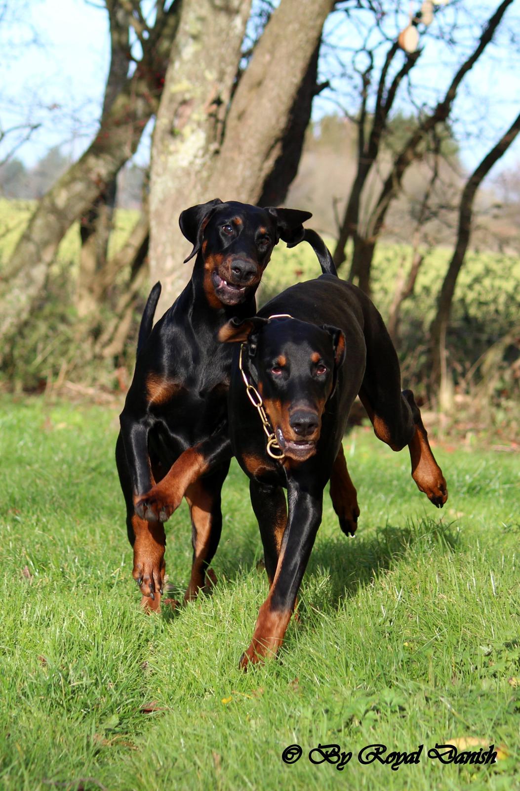 Dobermann Destiny´s Phoenix Invisible Touch aka Viper billede 31