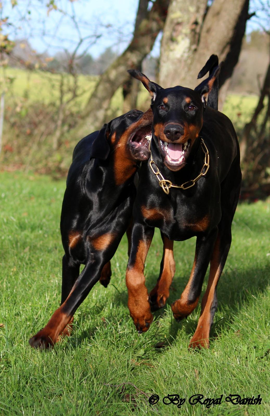 Dobermann Destiny´s Phoenix Invisible Touch aka Viper billede 32