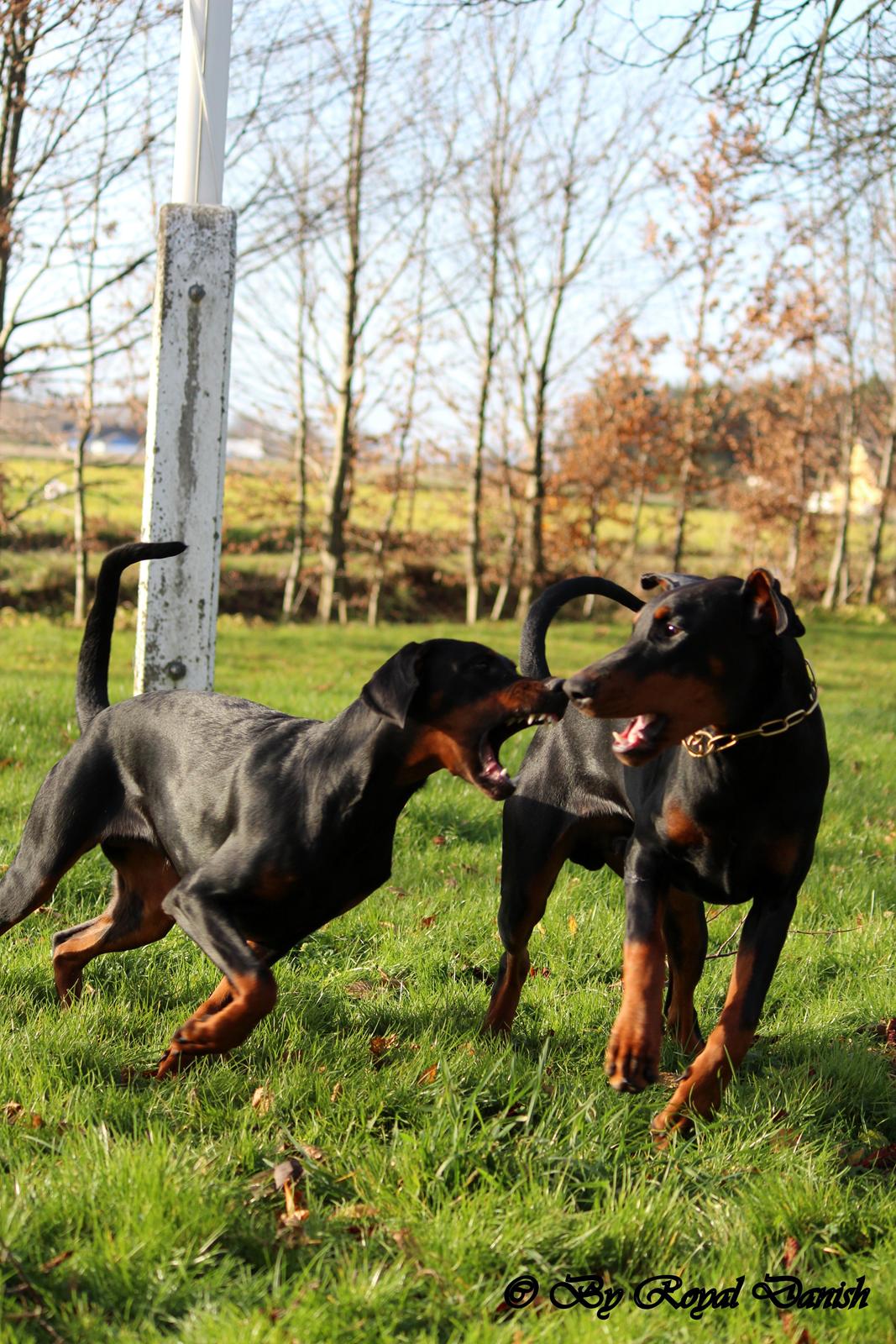 Dobermann Destiny´s Phoenix Invisible Touch aka Viper billede 33