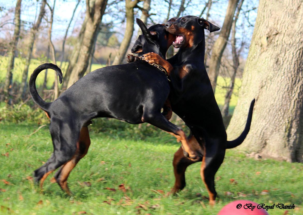 Dobermann Destiny´s Phoenix Invisible Touch aka Viper billede 34