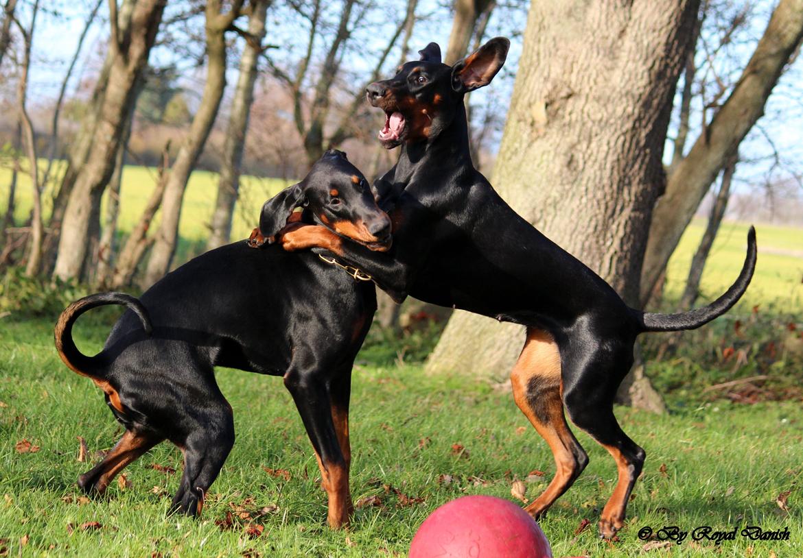 Dobermann Destiny´s Phoenix Invisible Touch aka Viper billede 35