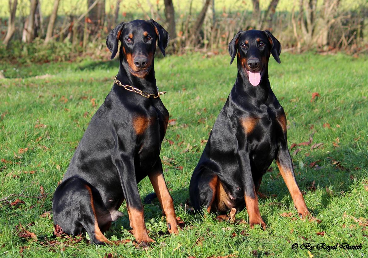 Dobermann Destiny´s Phoenix Invisible Touch aka Viper billede 36
