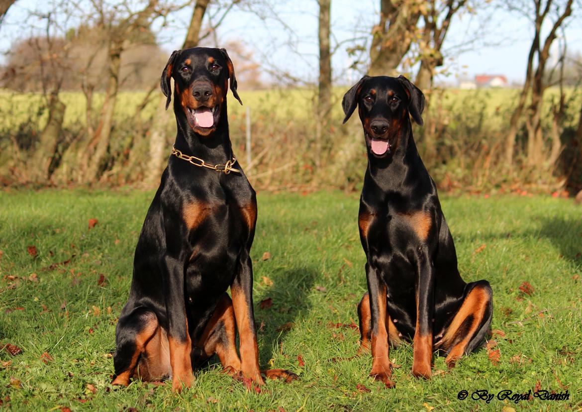 Dobermann Destiny´s Phoenix Invisible Touch aka Viper billede 37