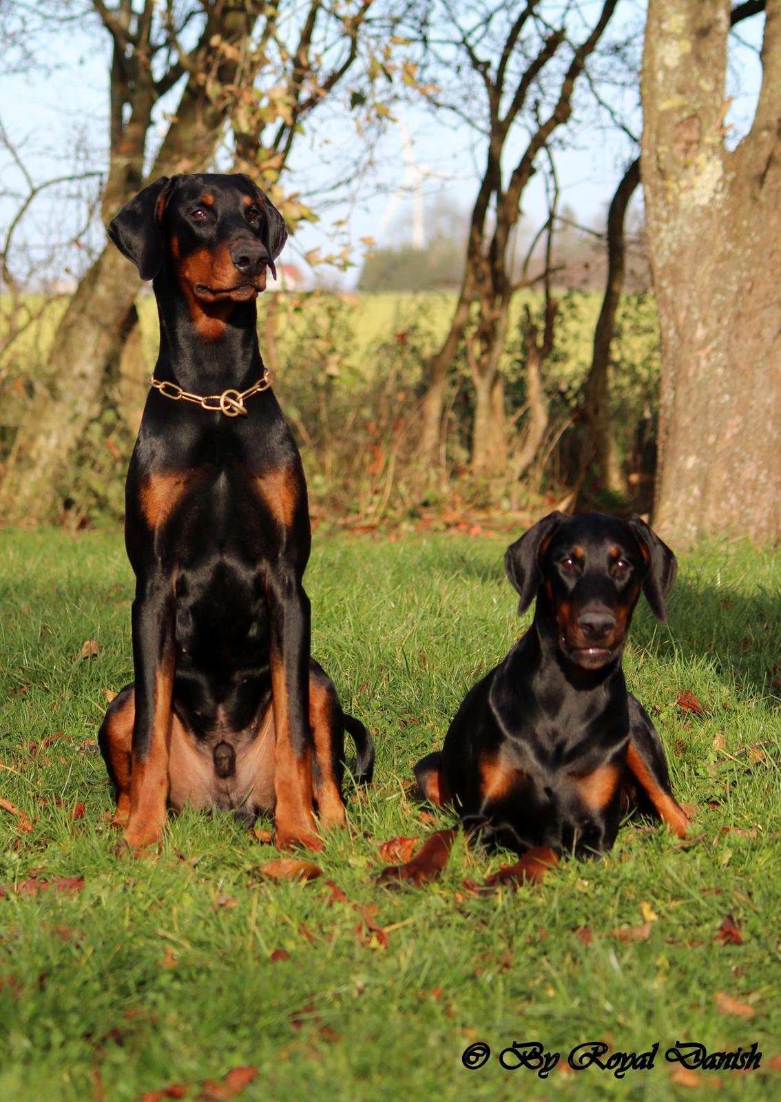Dobermann Destiny´s Phoenix Invisible Touch aka Viper billede 38
