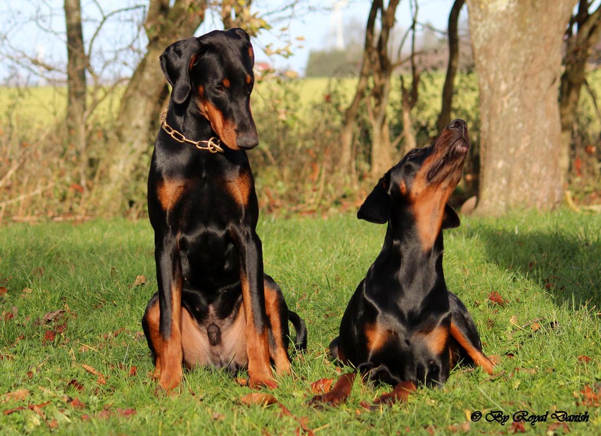 Dobermann Destiny´s Phoenix Invisible Touch aka Viper billede 39