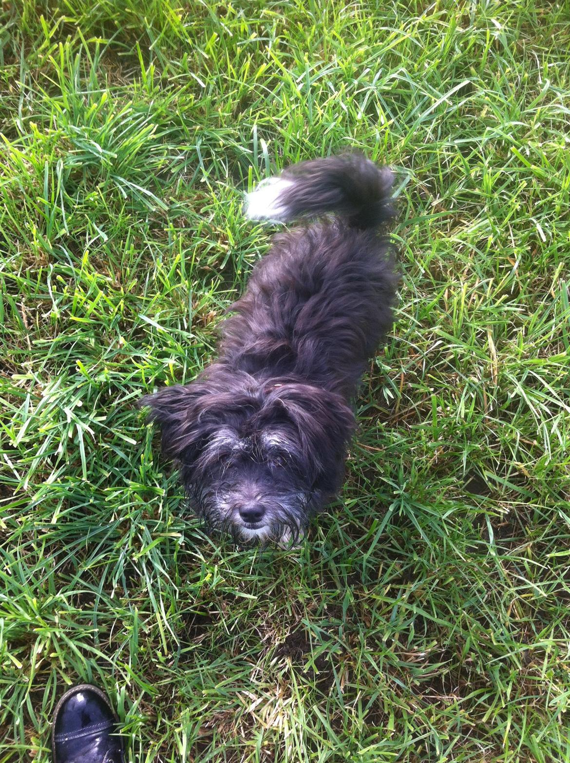 Blanding af racer Bella billede 16