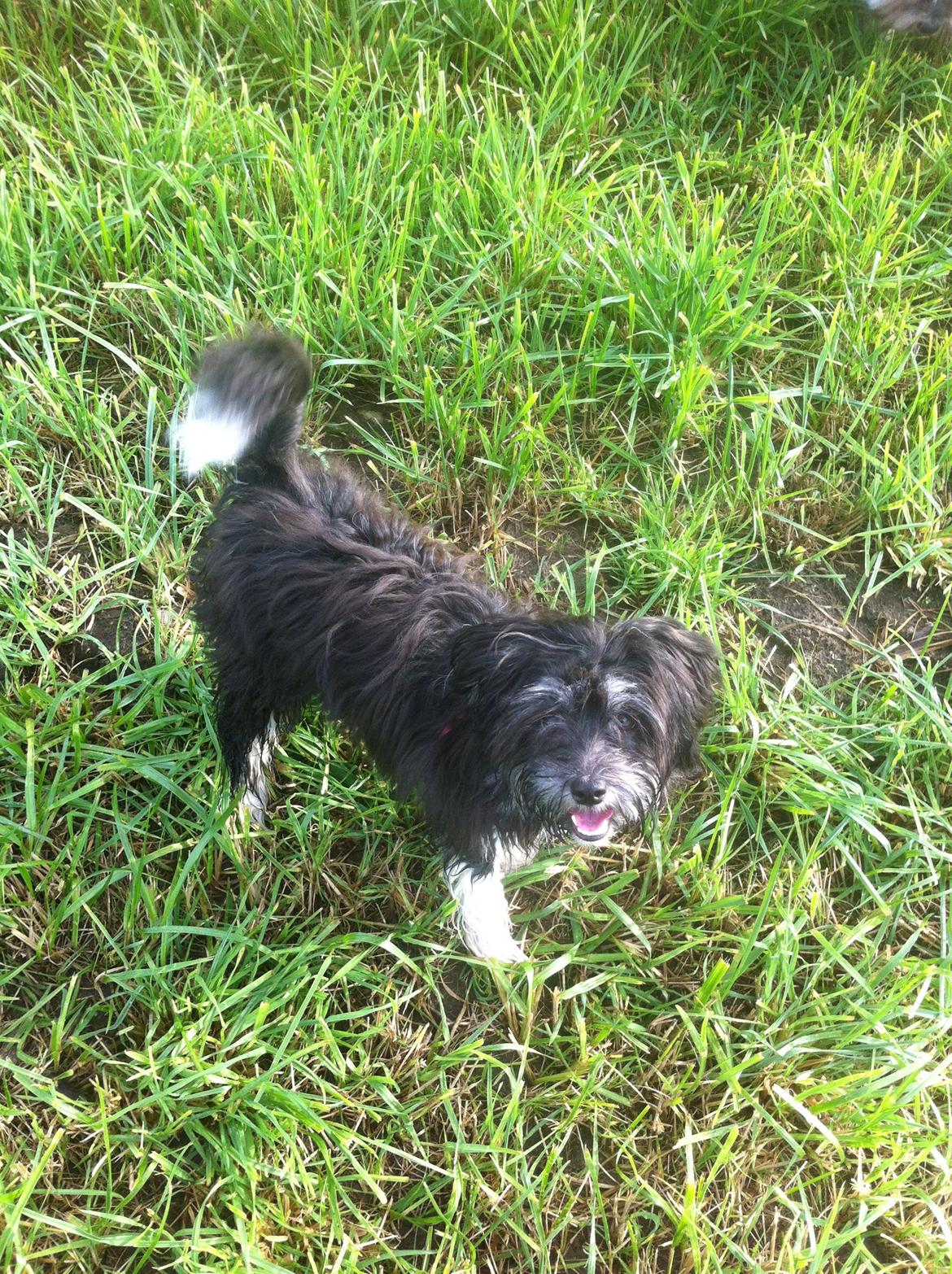 Blanding af racer Bella billede 17