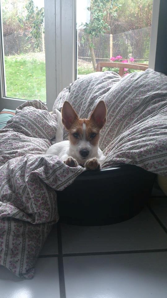 Jack russell terrier Freja billede 10