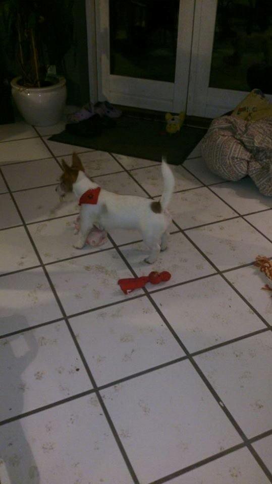 Jack russell terrier Freja - Døren var da åben, det betyder kom ind ikke? billede 26