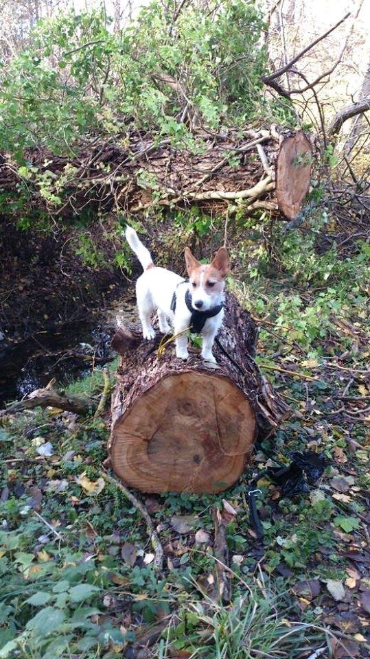 Jack russell terrier Freja billede 14
