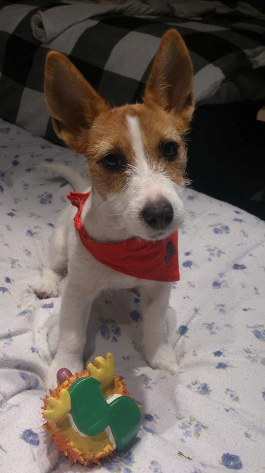 Jack russell terrier Freja billede 1