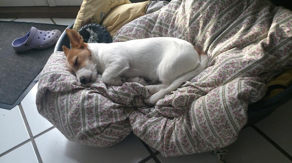 Jack russell terrier Freja billede 32