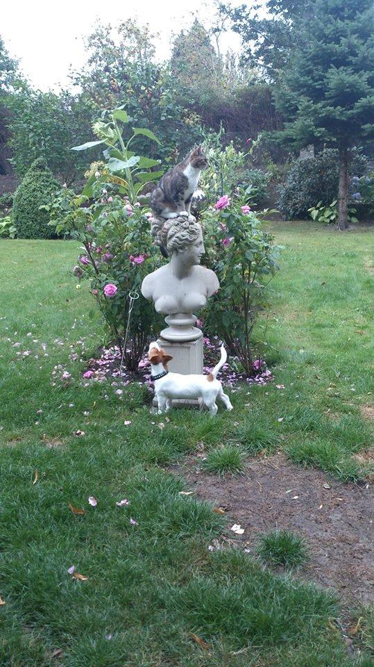 Jack russell terrier Freja billede 16