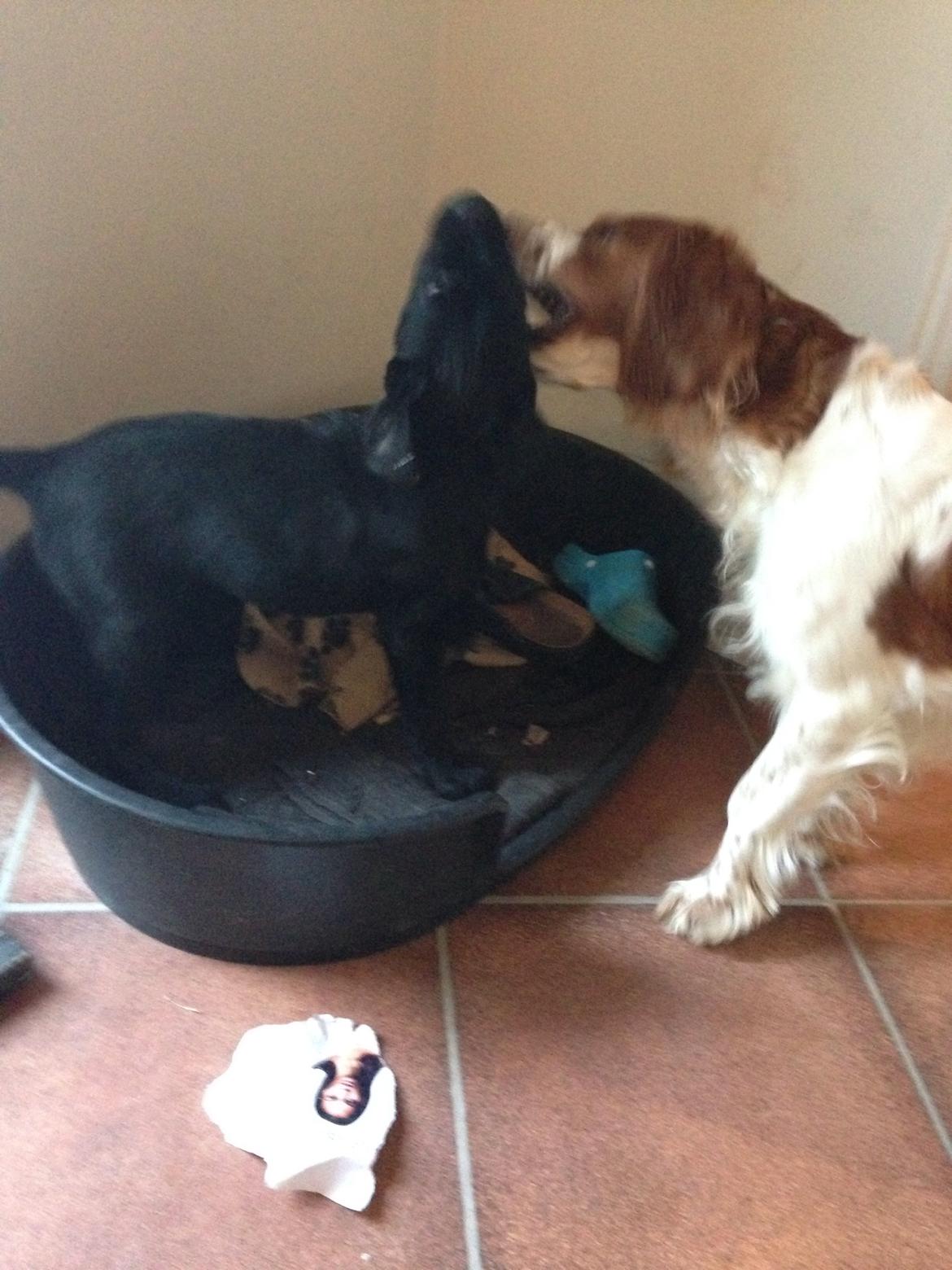 Welsh springer spaniel Flicka † billede 28