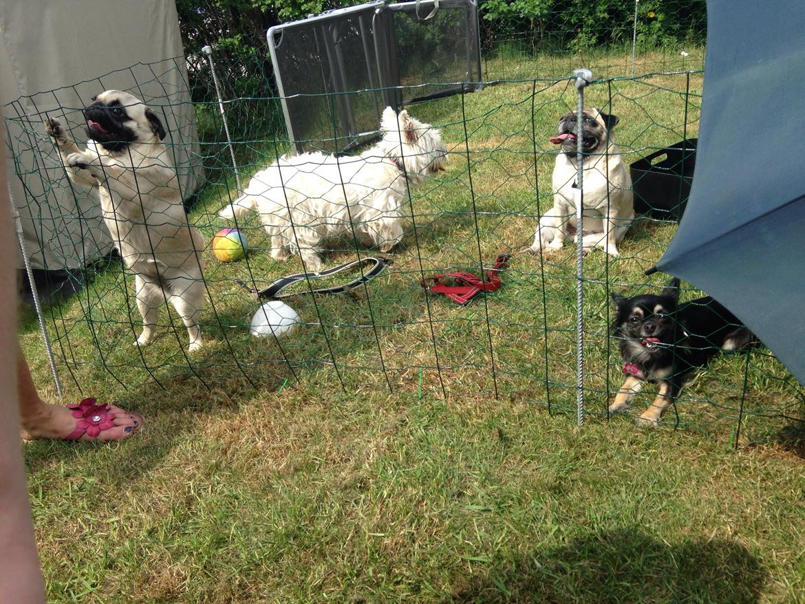 Chihuahua Aya billede 22