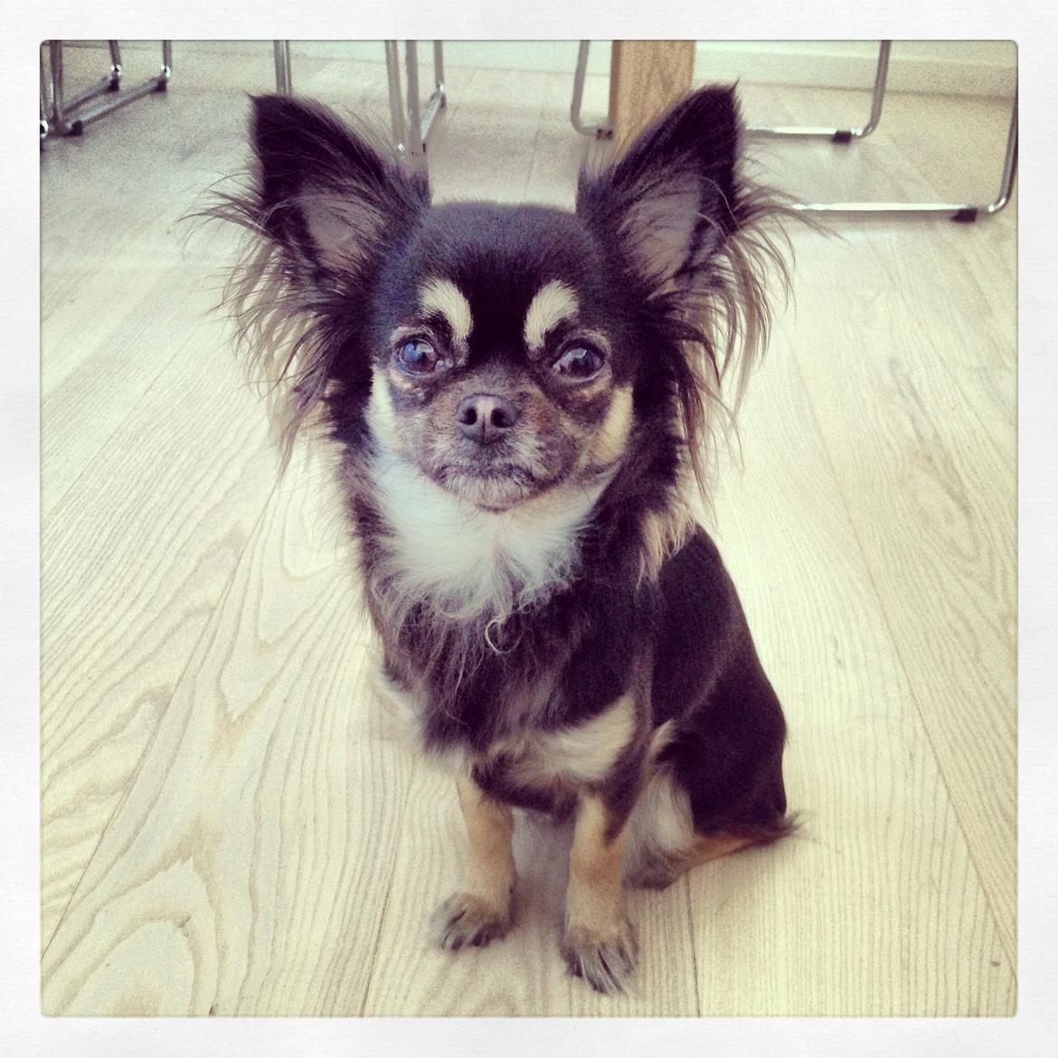 Chihuahua Aya billede 21