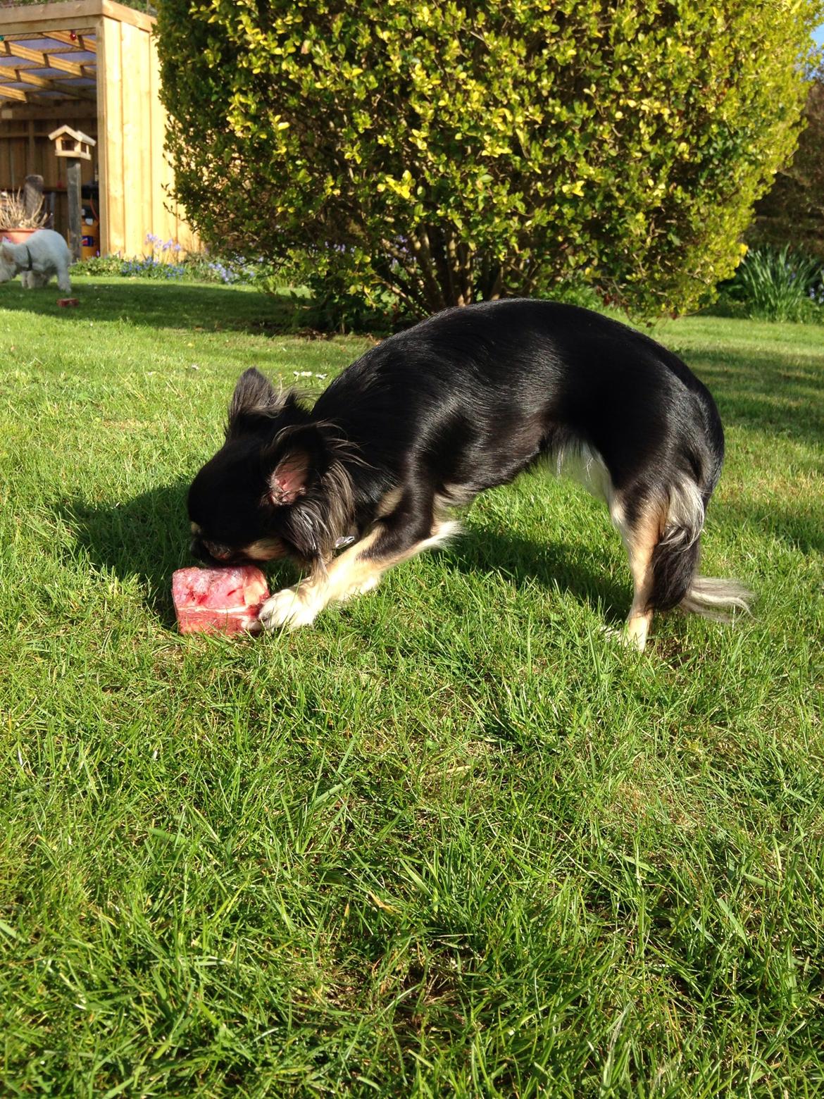 Chihuahua Aya billede 23