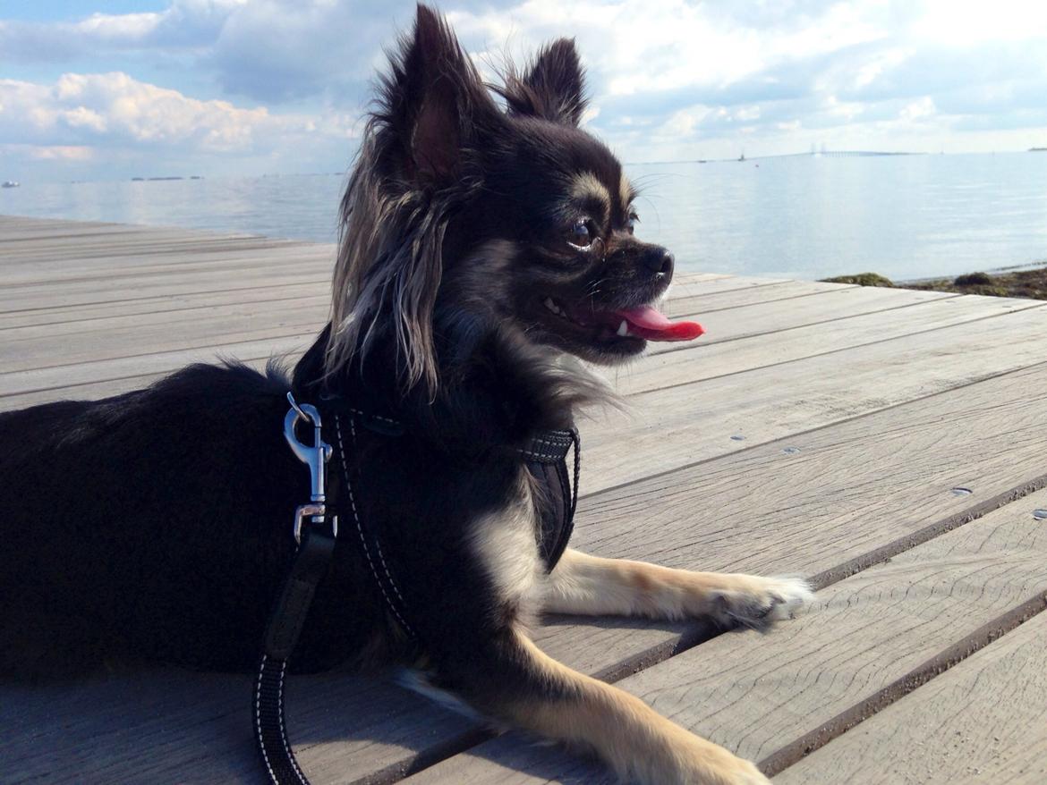 Chihuahua Aya billede 24