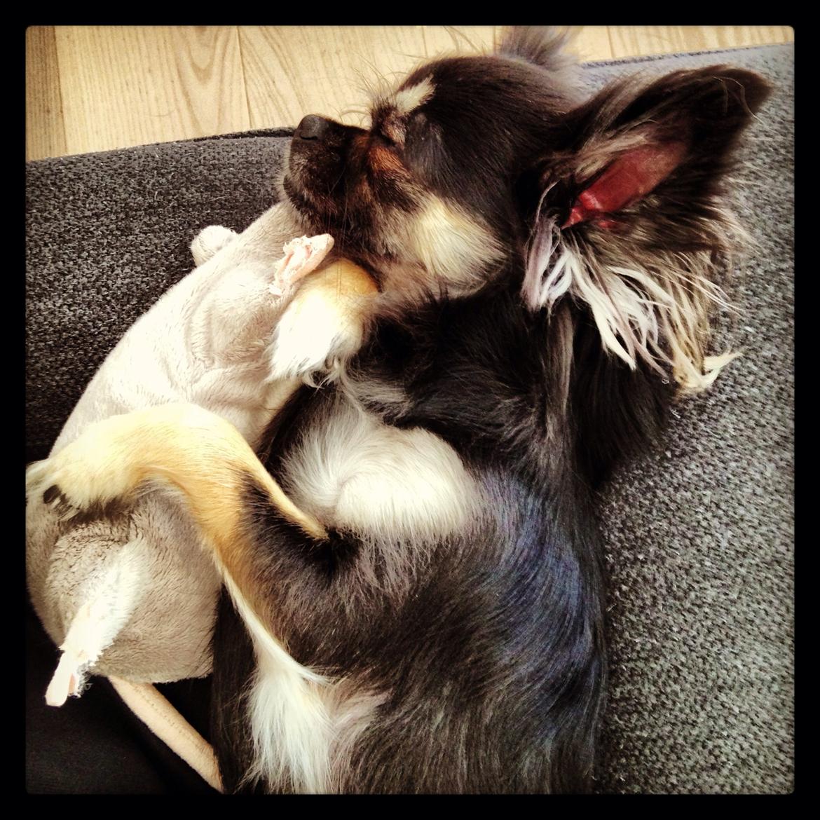 Chihuahua Aya billede 25