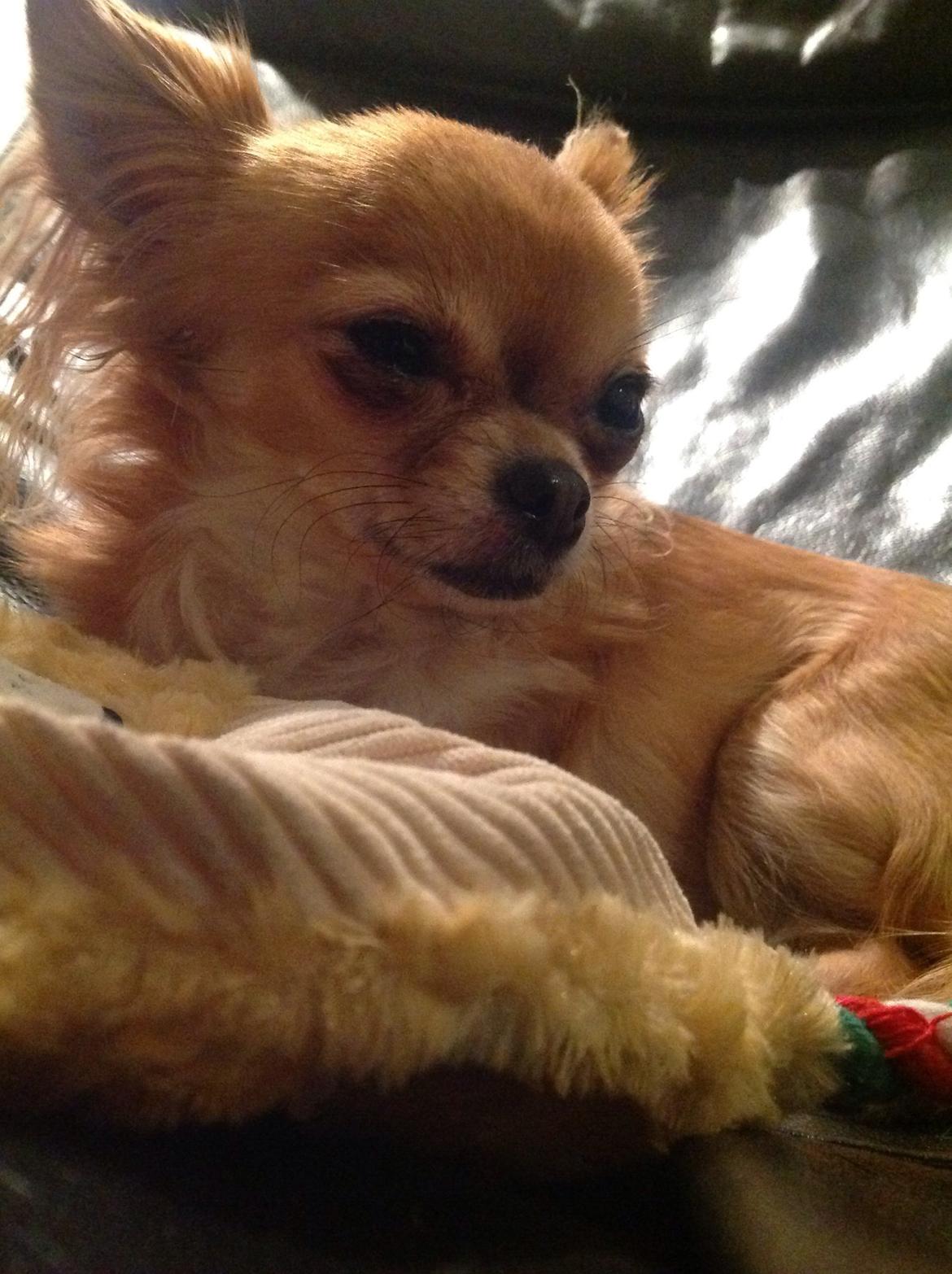 Chihuahua Bella billede 1