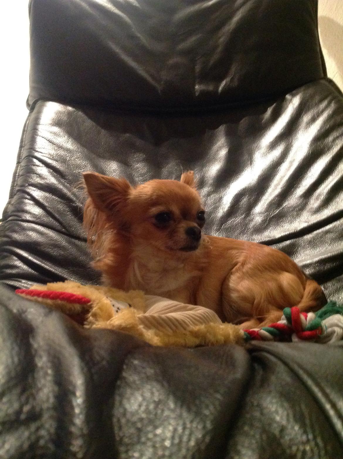 Chihuahua Bella billede 2