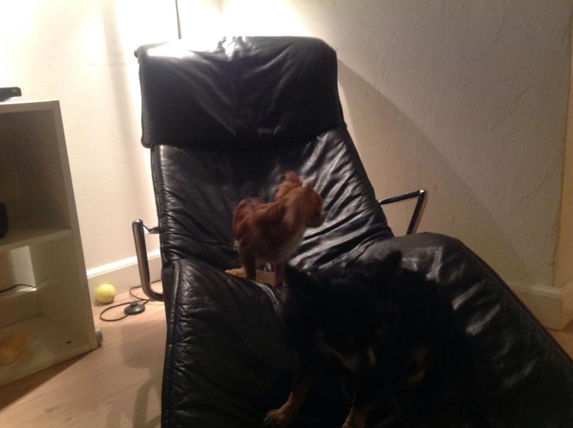 Chihuahua Bella billede 3