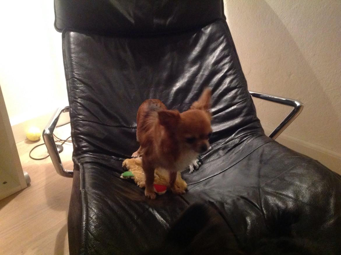 Chihuahua Bella billede 4