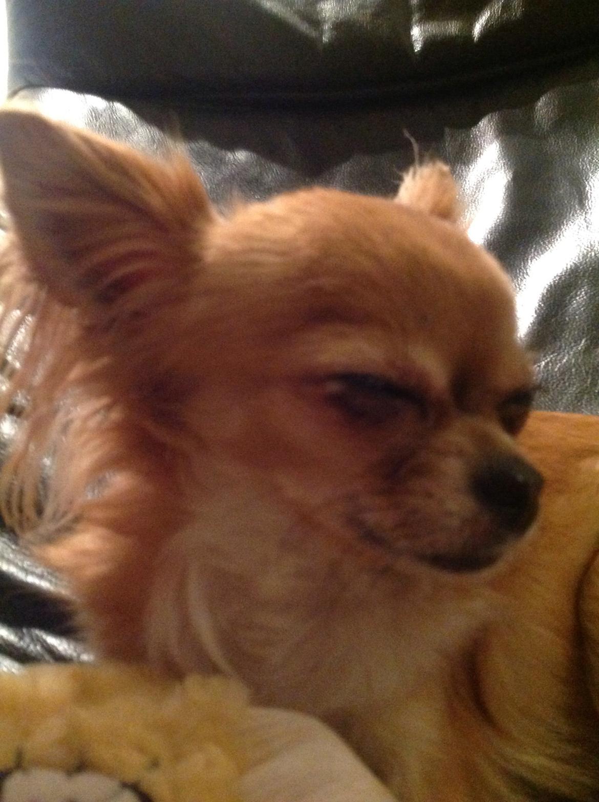 Chihuahua Bella billede 5