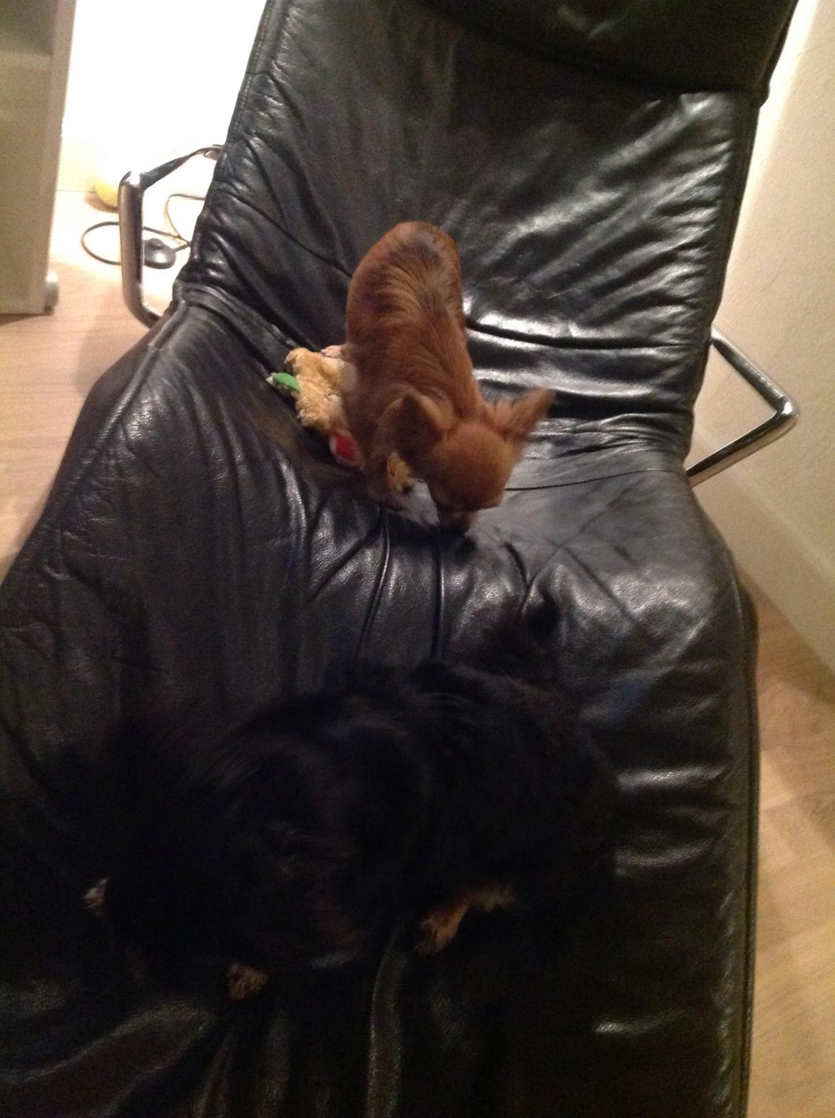 Chihuahua Bella billede 6