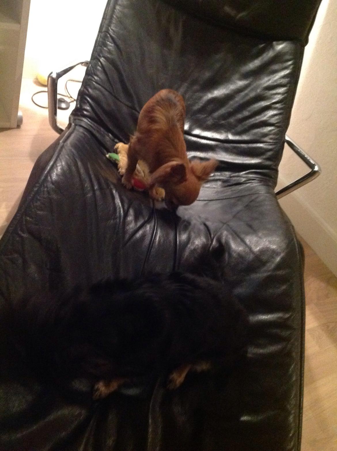 Chihuahua Bella billede 7