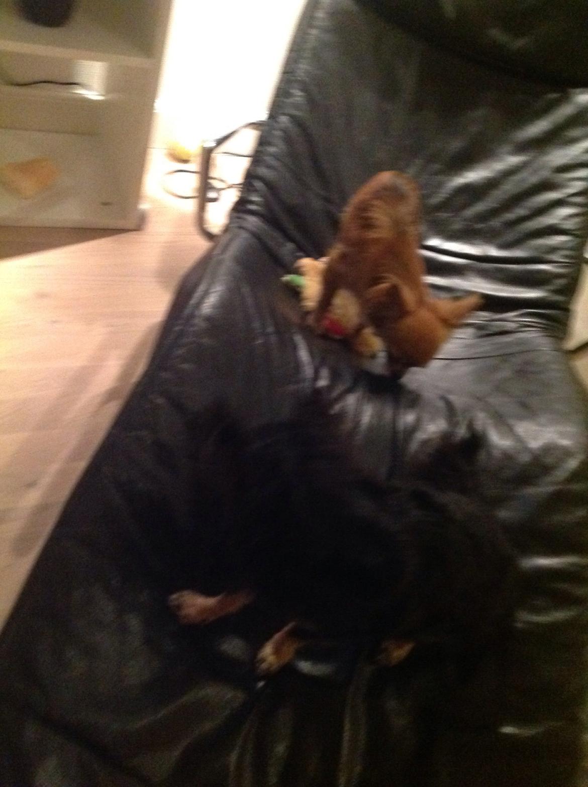 Chihuahua Bella billede 8