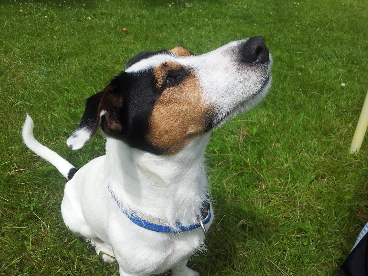 Jack russell terrier Eddie (højt elsket og savnet ) - God kontakt  billede 4