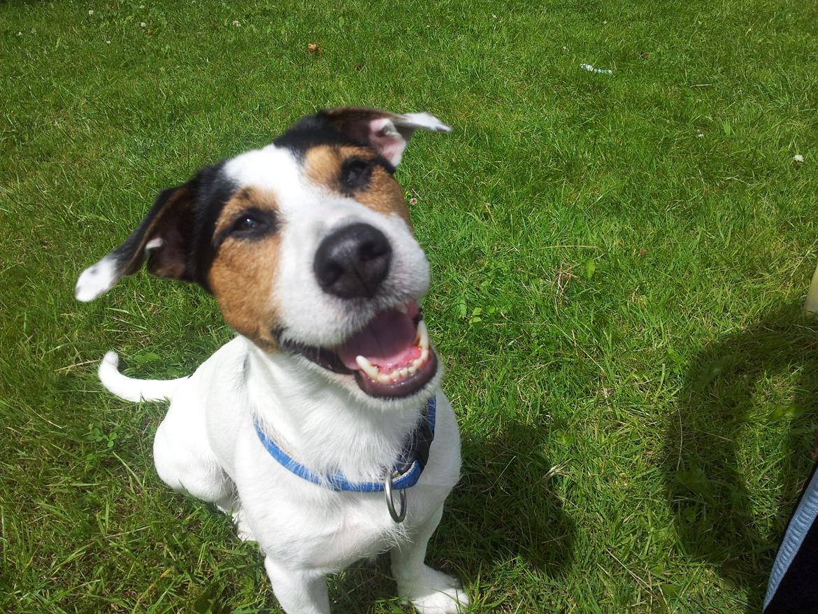 Jack russell terrier Eddie (højt elsket og savnet ) - Hej  billede 16