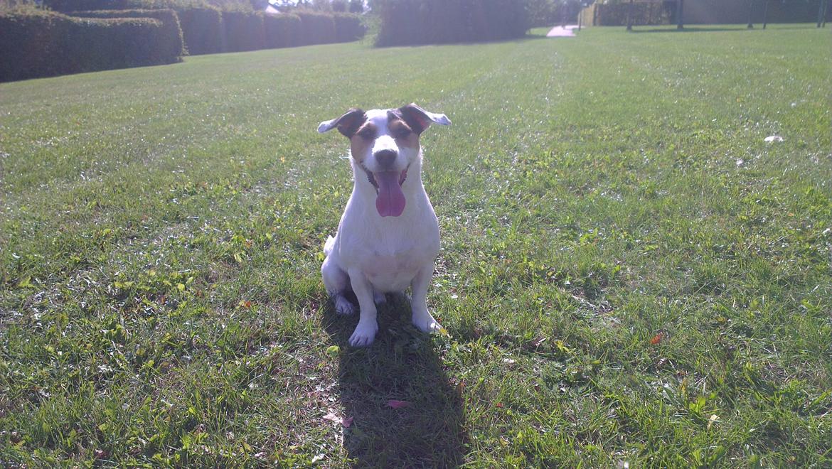 Jack russell terrier Eddie (højt elsket og savnet ) billede 8