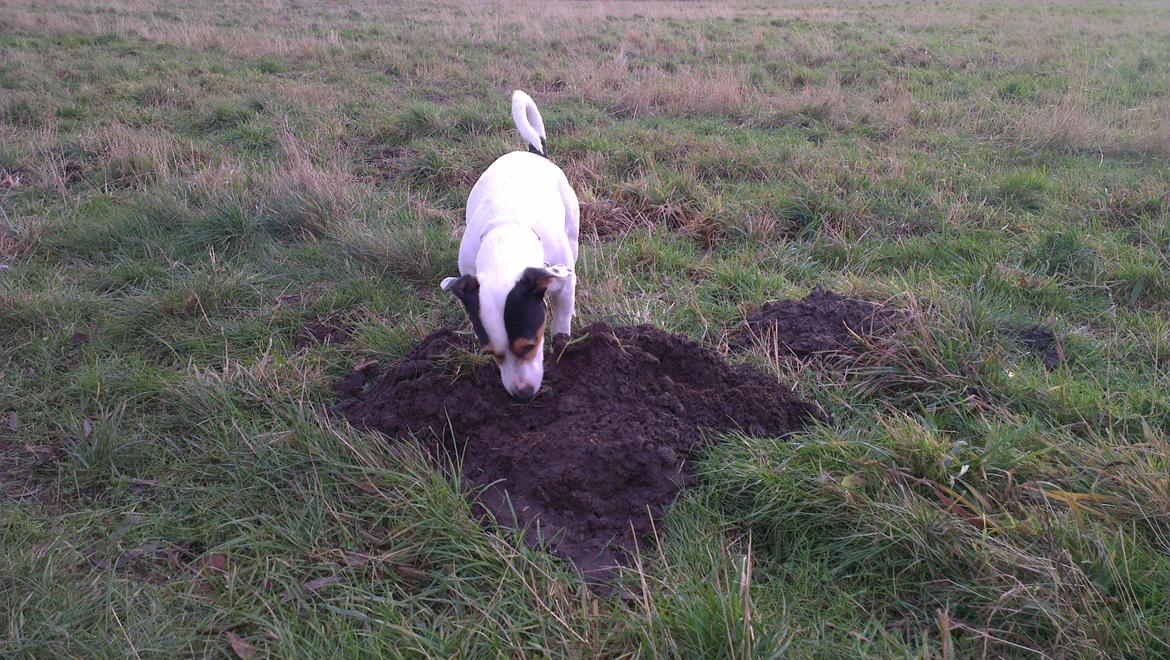 Jack russell terrier Eddie (højt elsket og savnet ) billede 12