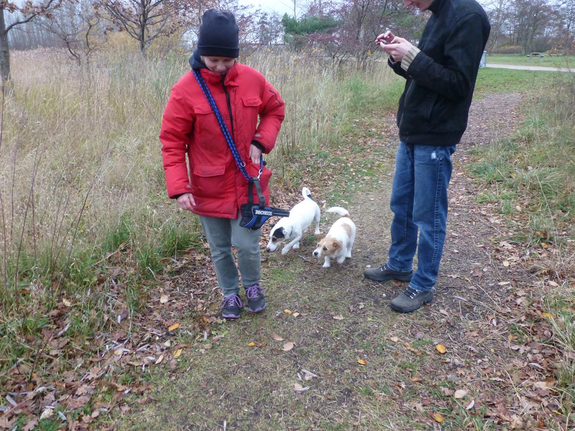 Jack russell terrier Eddie (højt elsket og savnet ) billede 21