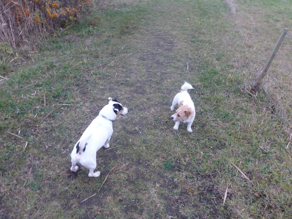 Jack russell terrier Eddie (højt elsket og savnet ) billede 13