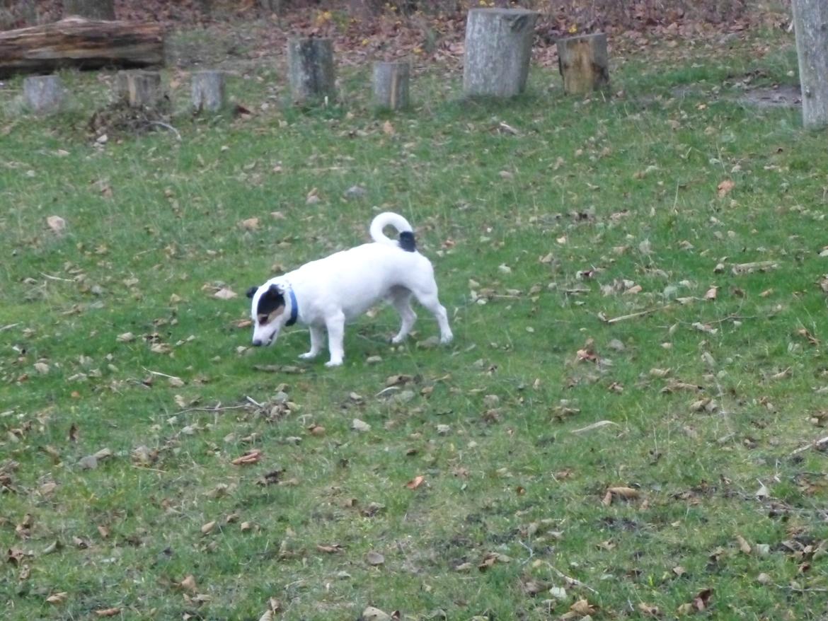 Jack russell terrier Eddie (højt elsket og savnet ) billede 22