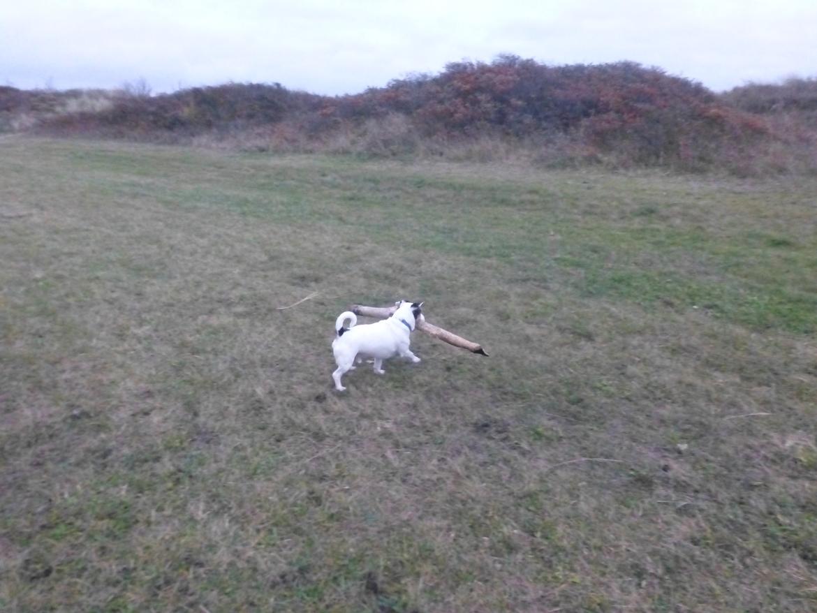 Jack russell terrier Eddie (højt elsket og savnet ) - Lige min str. billede 19