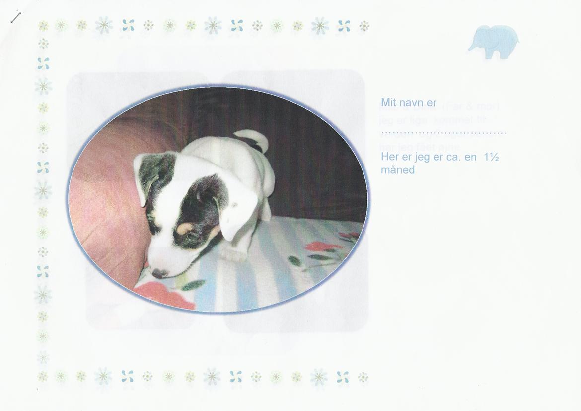 Jack russell terrier Eddie (højt elsket og savnet ) - Baby Eddie  billede 23
