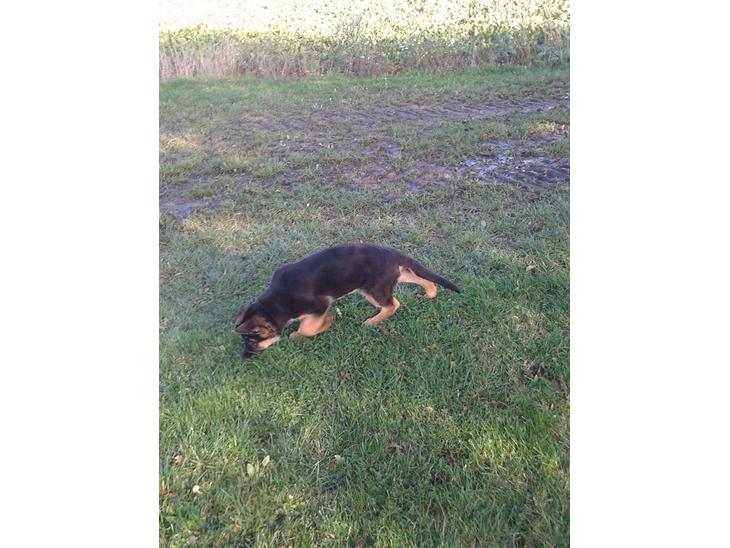 {{currentPhoto.altText}} billede {{currentPhoto.number}}