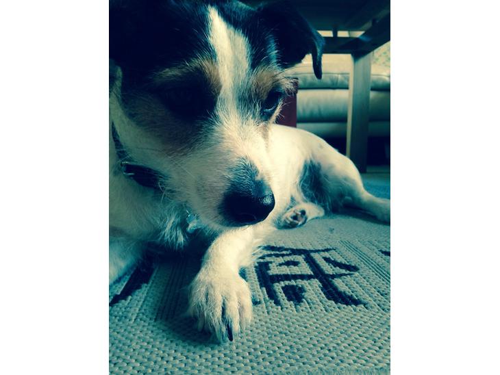 {{currentPhoto.altText}} billede {{currentPhoto.number}}