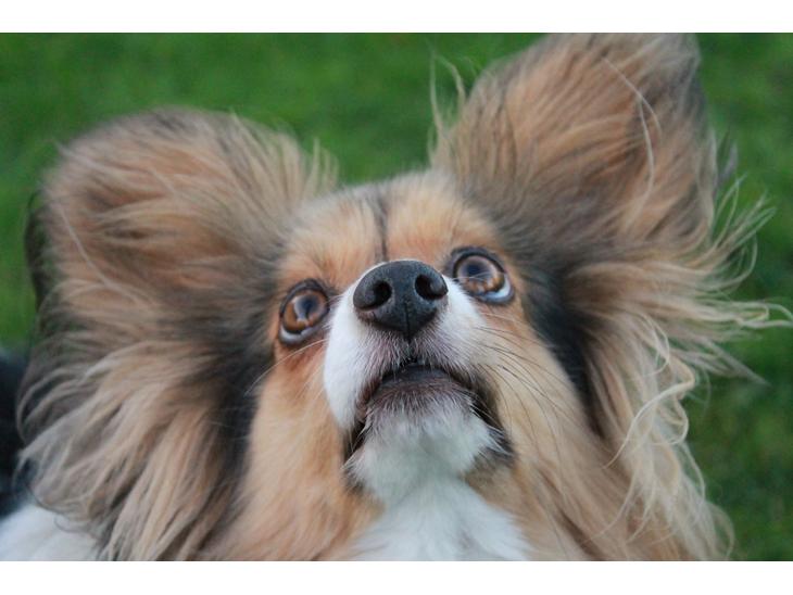 {{currentPhoto.altText}} billede {{currentPhoto.number}}