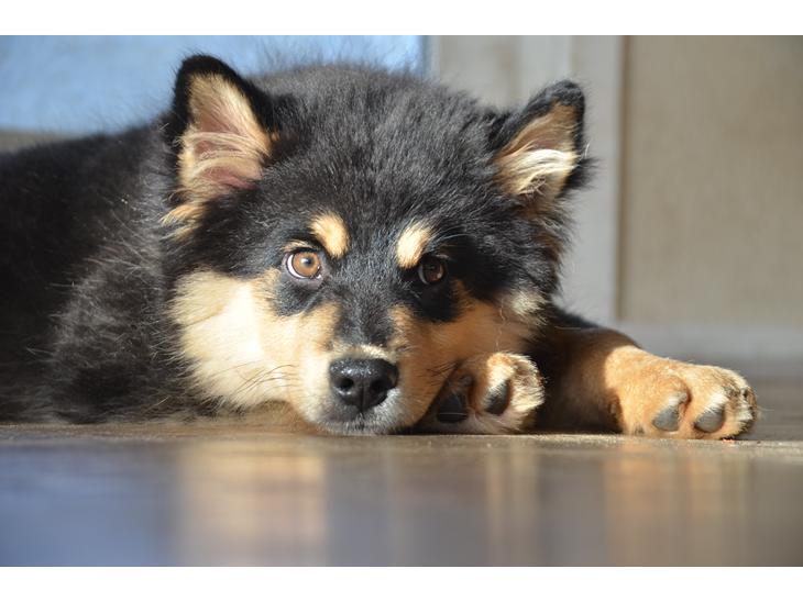 {{currentPhoto.altText}} billede {{currentPhoto.number}}