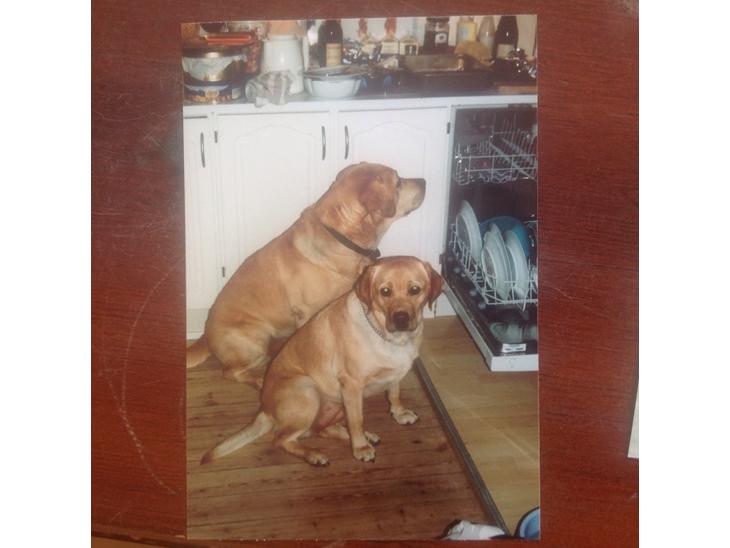 Labrador retriever Creme-Fraiche Caruso - Velkommen til carusos profil:) han er den bagerste hund billede 1