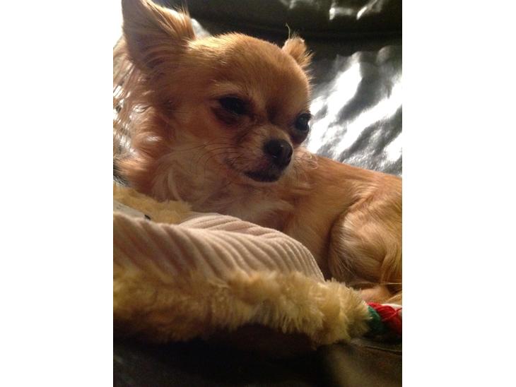 Chihuahua Bella billede 1