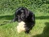 Labrador retriever Cano
